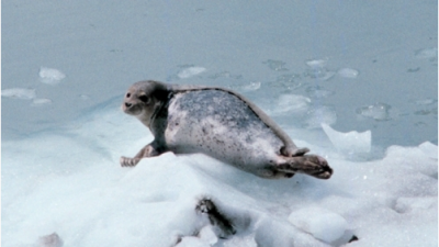 ������������ ������