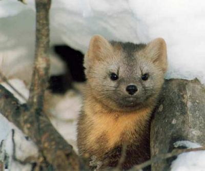 ������, ����� � ������ 3