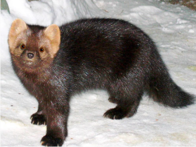 Martes (Martes) zibellina Linnaeus