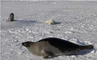 ������������ ������ ��� �����