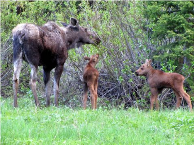 Alces alces Linnaeus