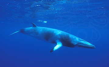 ����������� ���������