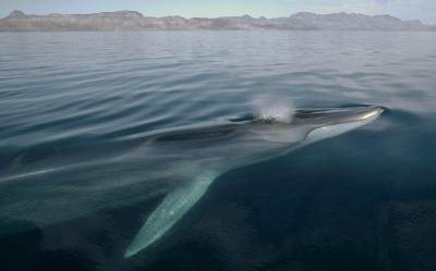 ��������� ��� ��� ������