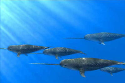 ������ ��� ��������