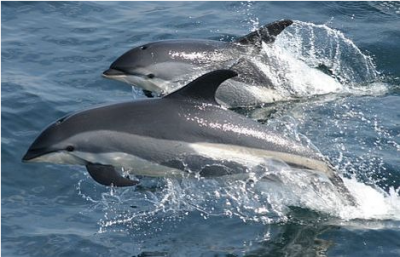 ����������, ��� ��������� �������