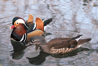 ����������, ��������� ���� � ������������� ����� / ����� ����� �����