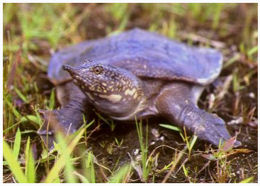 �������� �����