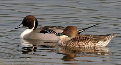 ����������, �����-��������� � ����������� / ����� ����� �����